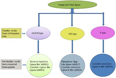 Industrial applications of fungal lipases: a review